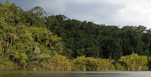 amazonia_4_36565